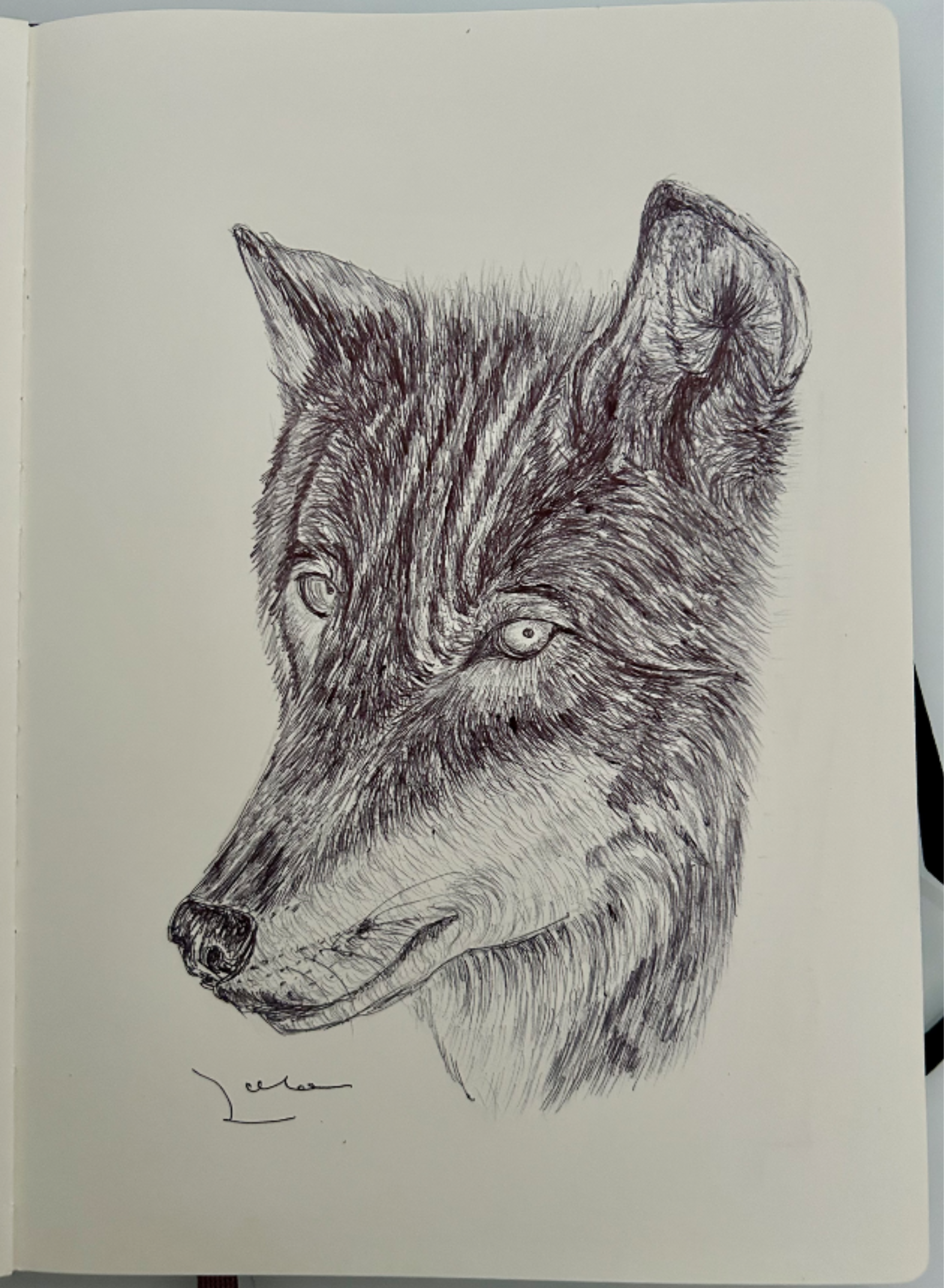 Ballpen Wolf 🐺