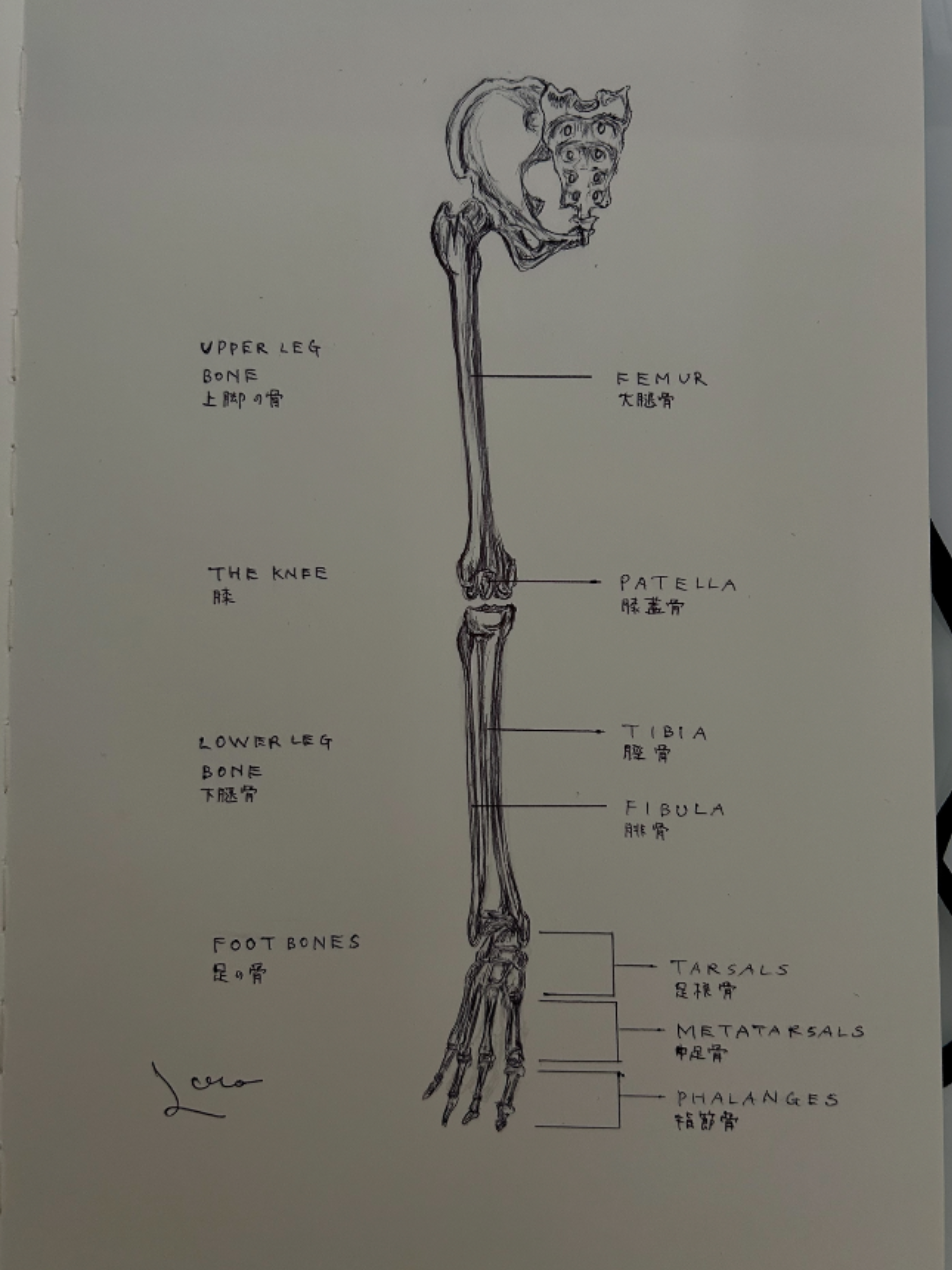 Ballpen Medical Drawing Bones 🦴