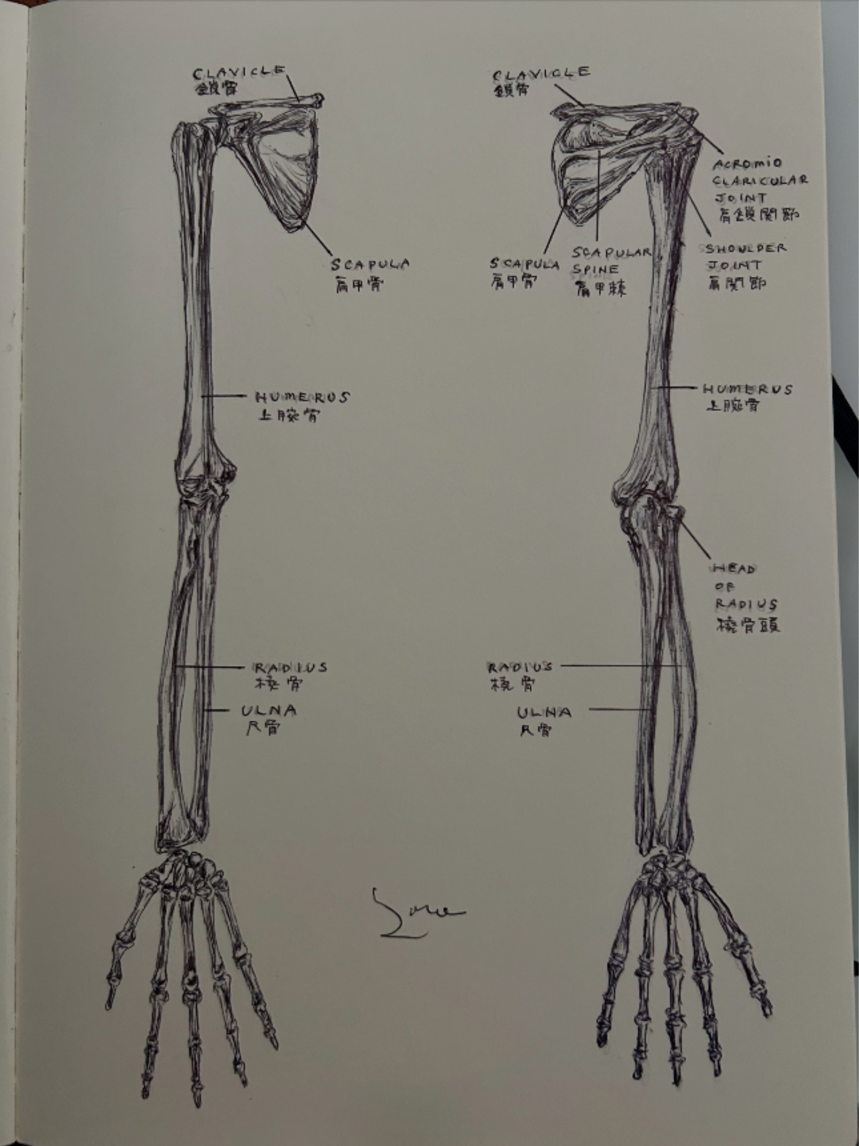 Ballpen Medical Drawing ✍🏻 Bones