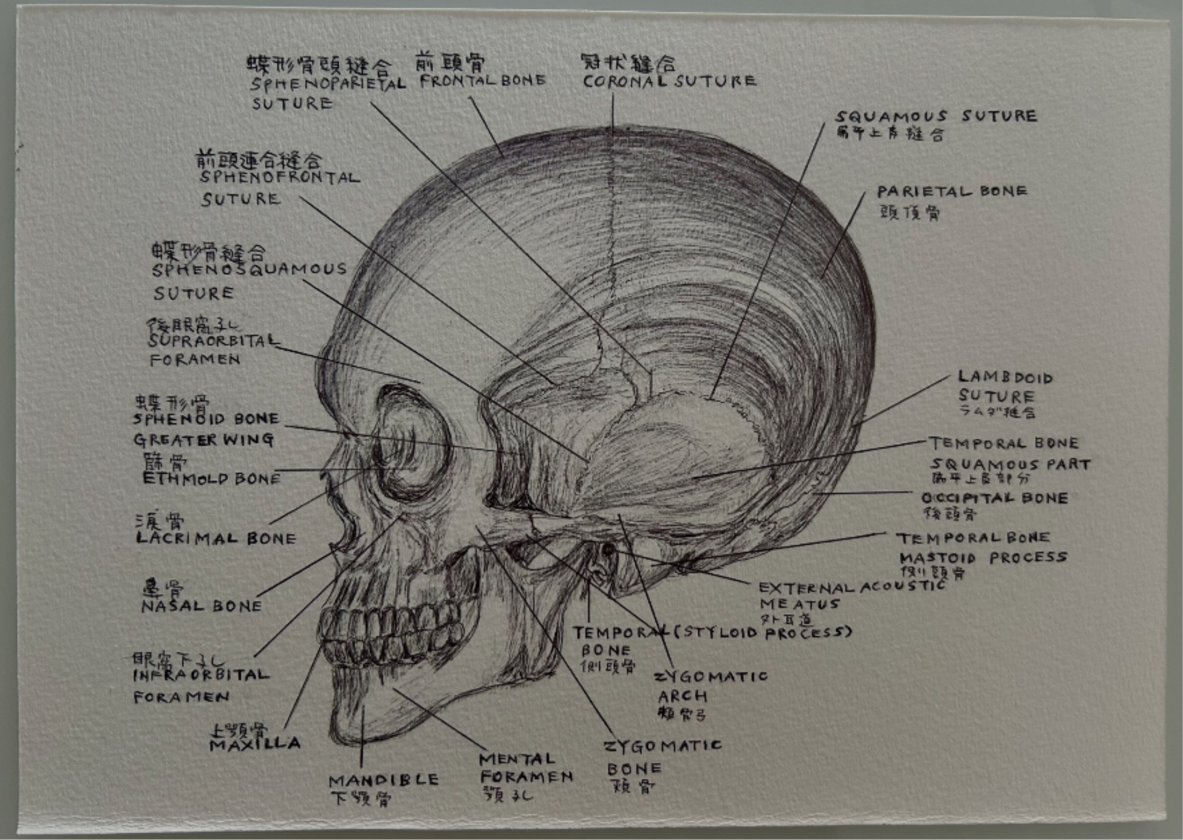 Ballpen Medical Drawing ✍🏻 Bones 🦴
