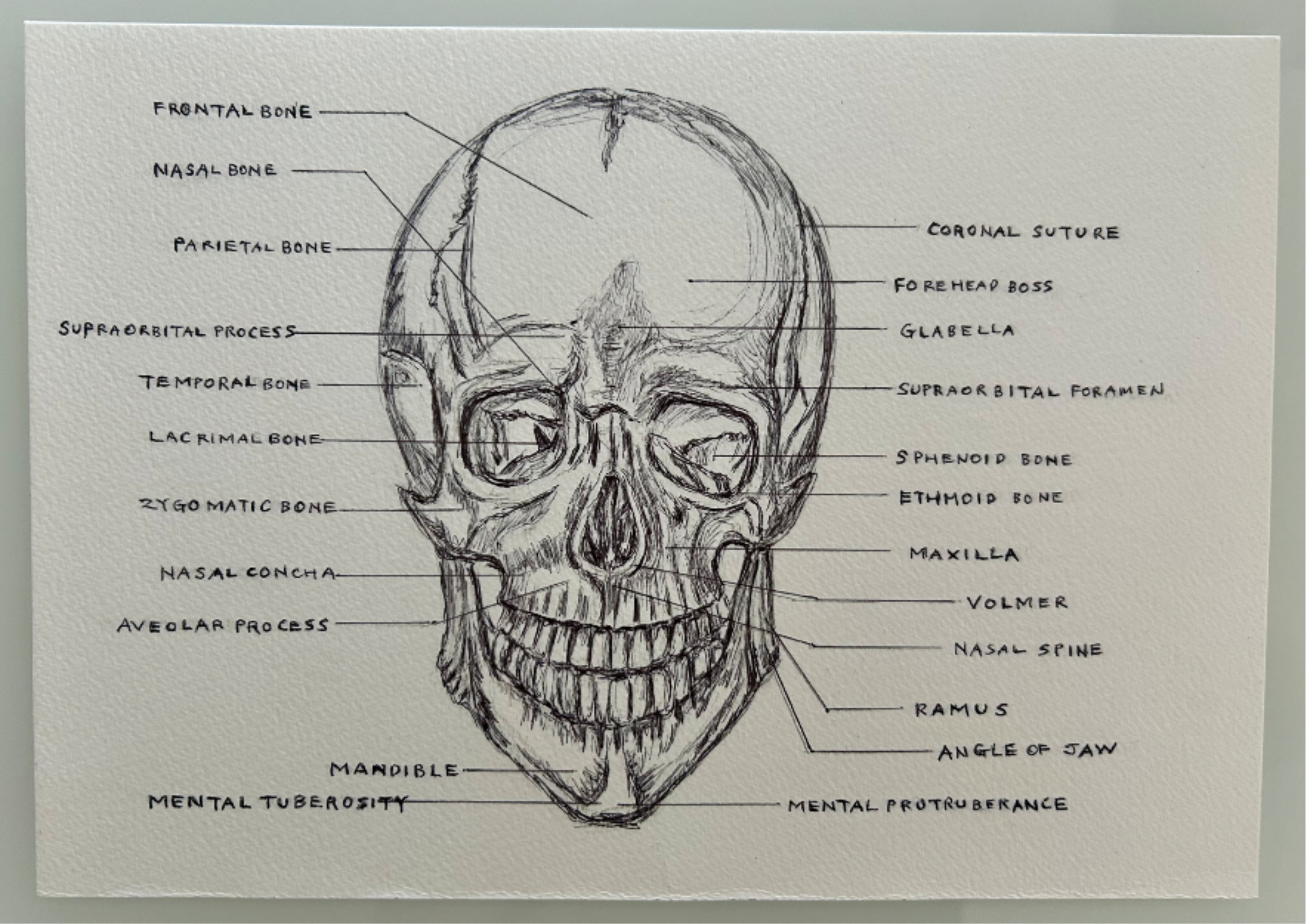 Ballpen Medical Drawing ✍🏻 Bones 🦴