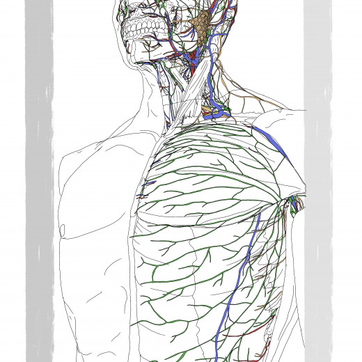 Anatomical illustration peeling back the skin looking at; Nerves, Veins, Arteries, the lymphatic system and C-Tissue